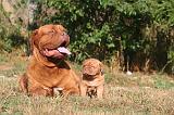 DOGUE DE BORDEAUX 438